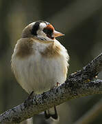 European Goldfinch