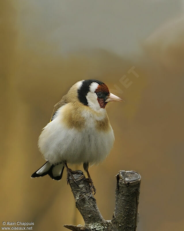 Chardonneret élégantadulte nuptial, identification, Comportement