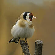 European Goldfinch