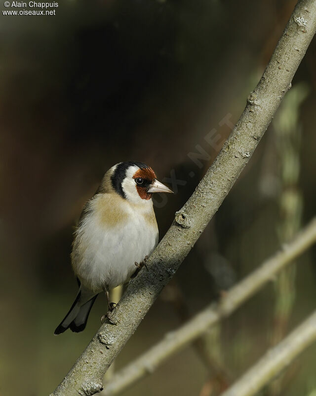 Chardonneret élégantadulte nuptial, identification, Comportement