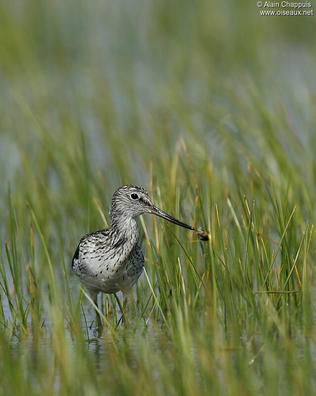 Common Greenshankadult breeding, identification, Behaviour