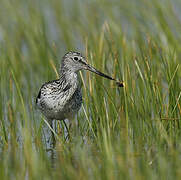 Common Greenshank