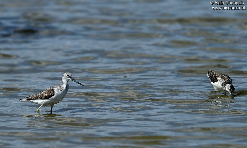 Common Greenshank, identification, feeding habits, Behaviour