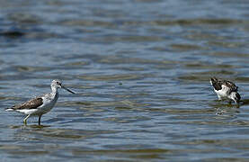 Common Greenshank