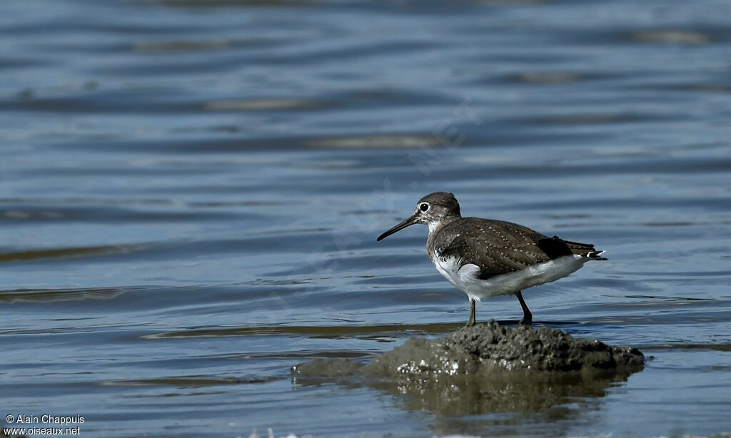 Green Sandpiper, identification, Behaviour