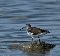 Green Sandpiper