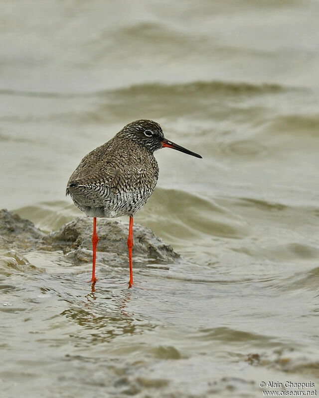 Common Redshankadult breeding, identification, Behaviour