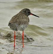 Common Redshank