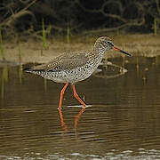 Common Redshank