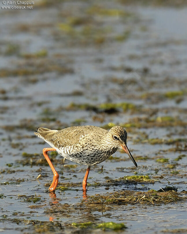 Common Redshankadult breeding, identification, Behaviour