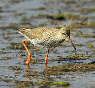 Common Redshank