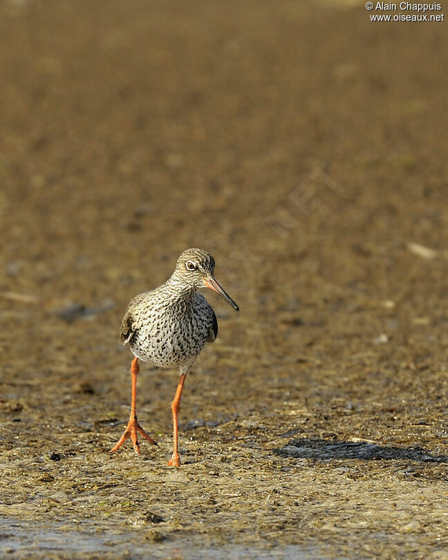 Common Redshankadult breeding, identification, Behaviour