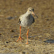 Common Redshank