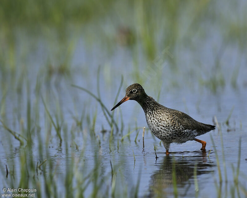 Common Redshankadult breeding, identification, Behaviour