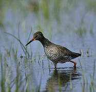 Common Redshank