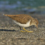 Common Sandpiper