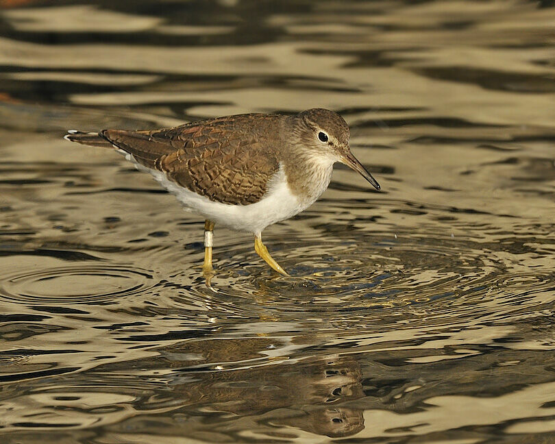 Chevalier guignetteadulte internuptial, identification, Comportement