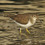 Common Sandpiper