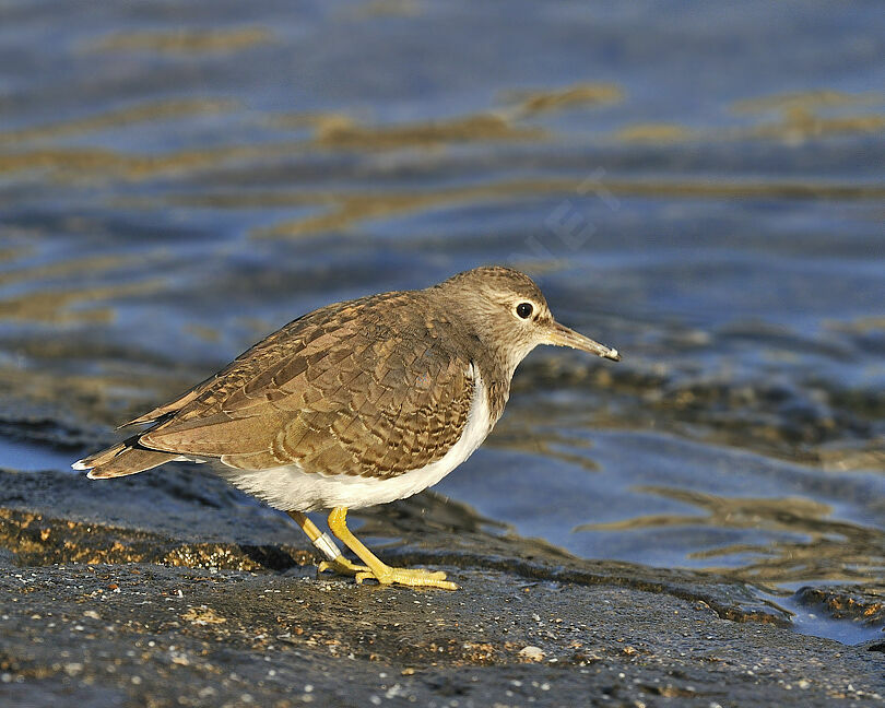 Chevalier guignetteadulte internuptial, identification, Comportement