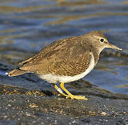 Common Sandpiper