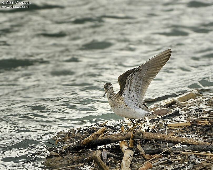 Wood Sandpiperadult breeding, identification, Flight, Behaviour