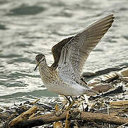 Wood Sandpiper