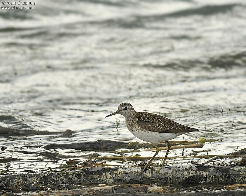 Wood Sandpiperadult breeding, identification, Behaviour