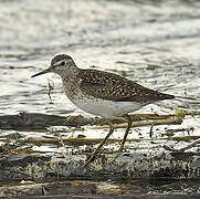 Wood Sandpiper