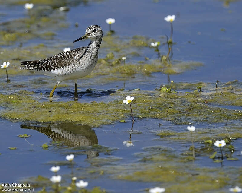 Chevalier sylvainadulte nuptial, habitat, pigmentation, Comportement