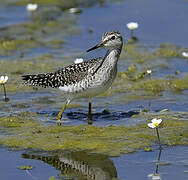 Wood Sandpiper