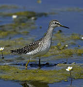 Wood Sandpiper