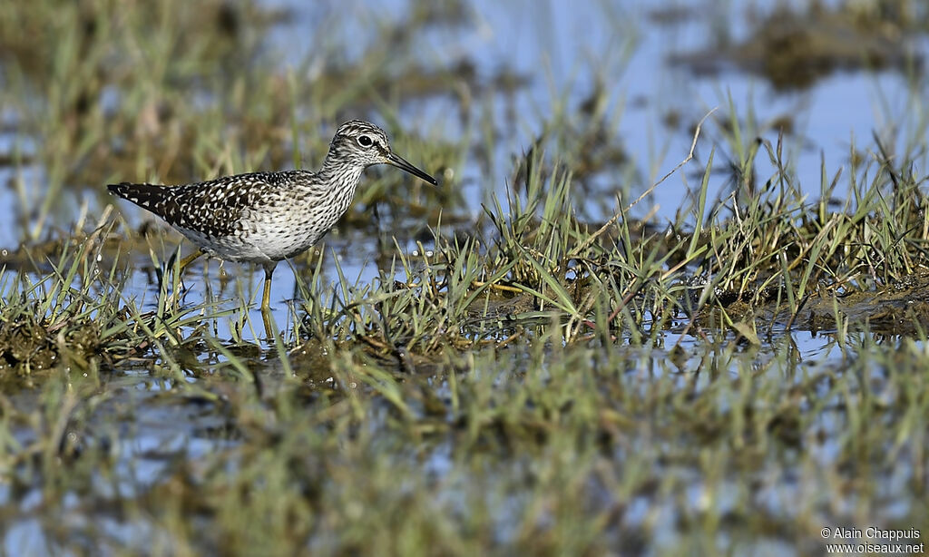 Chevalier sylvainadulte, identification, Comportement