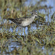 Wood Sandpiper