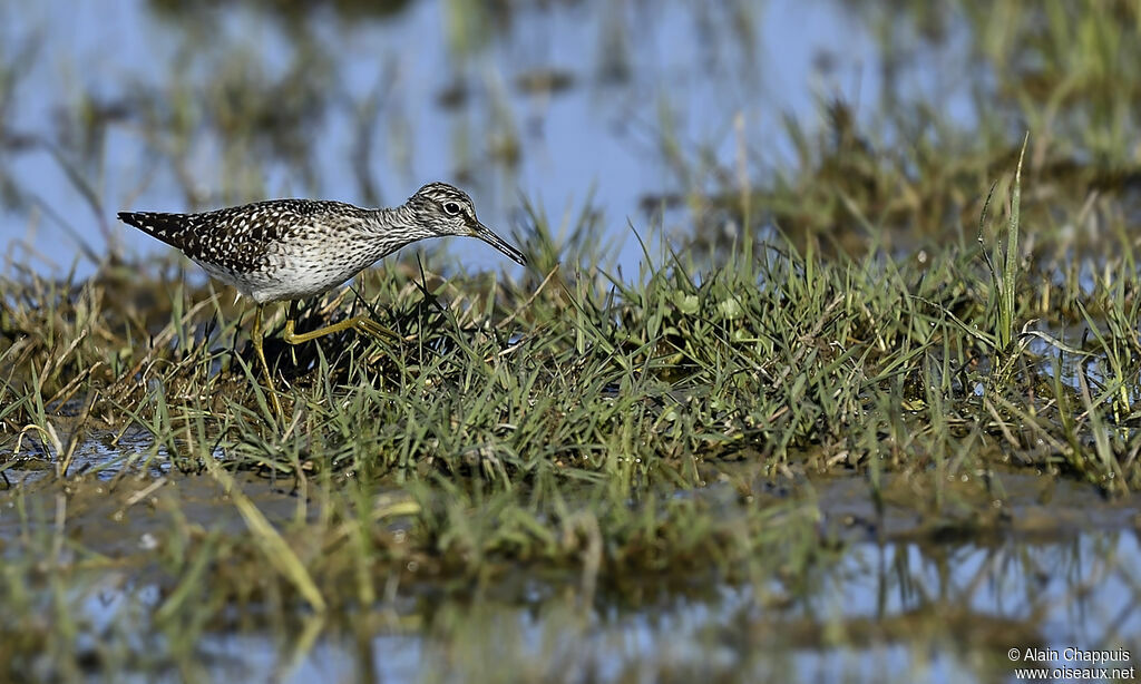 Chevalier sylvainadulte, identification, Comportement