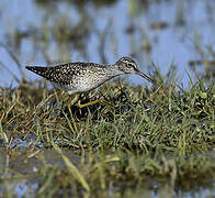 Wood Sandpiper