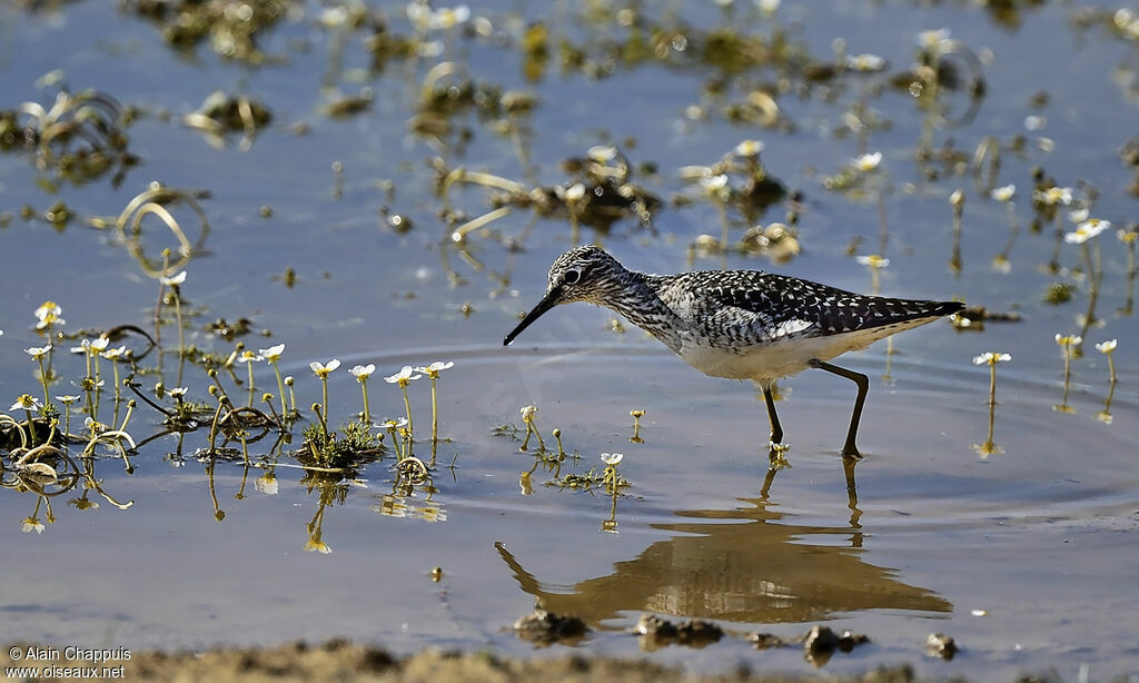 Wood Sandpiperadult, identification, feeding habits, Behaviour