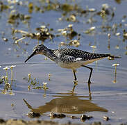 Wood Sandpiper