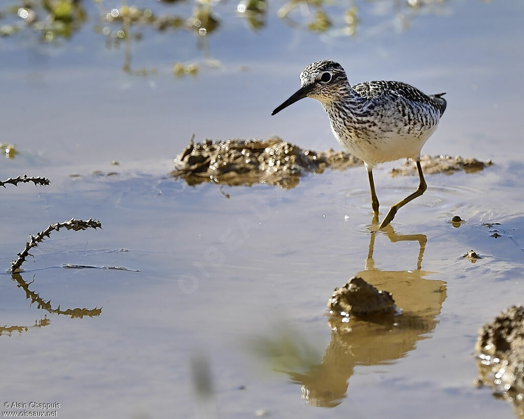 Wood Sandpiper, identification, feeding habits, Behaviour