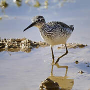 Wood Sandpiper