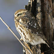 Little Owl