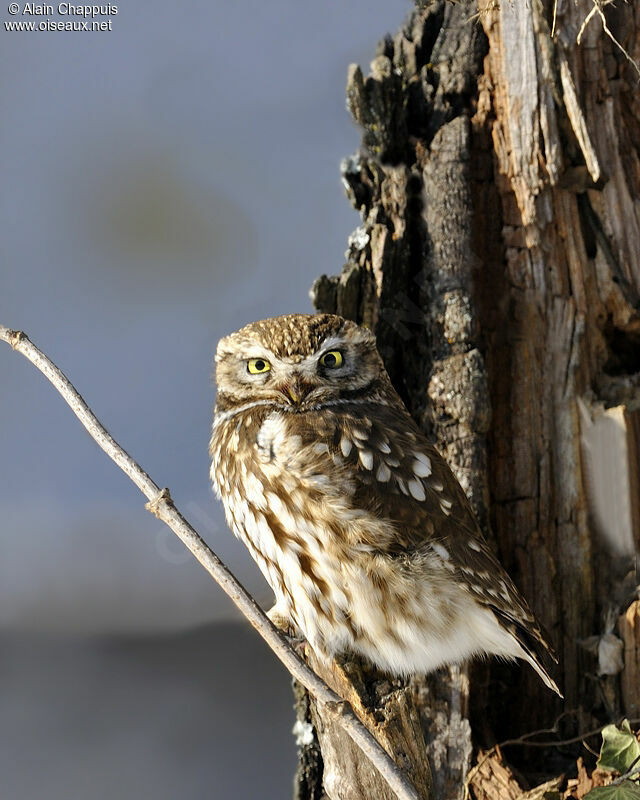 Chevêche d'Athénaadulte, identification, Comportement