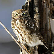 Little Owl