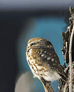 Little Owl