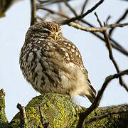 Little Owl