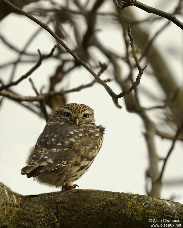 Little Owladult, identification, Behaviour