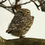 Little Owl