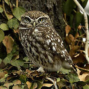 Little Owl