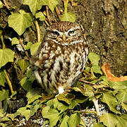 Little Owl