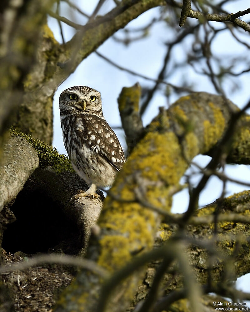 Little Owladult, identification, Reproduction-nesting, Behaviour