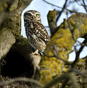 Little Owl